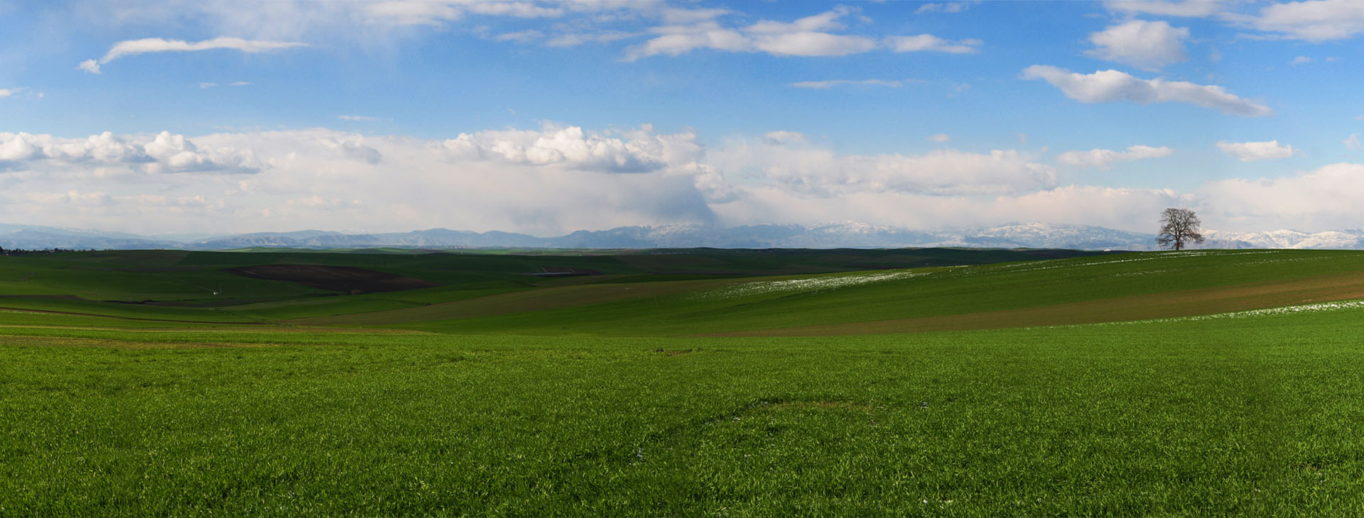 Thessaly plains